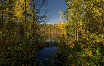 Картинка природа реки озера река лес