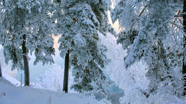 Обои картинки фото природа, лес, снег