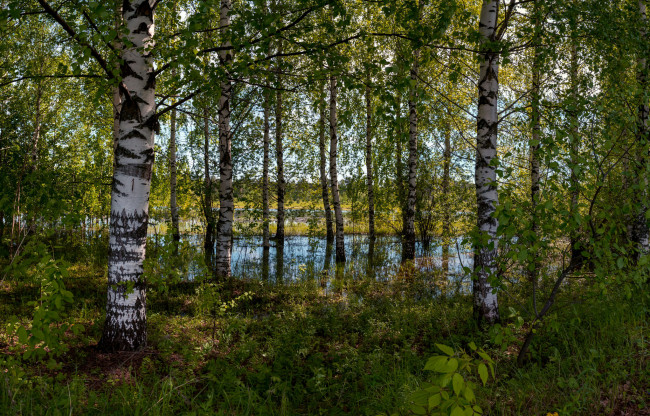 Обои картинки фото природа, реки, озера, река, лес