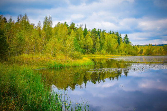 Обои картинки фото природа, реки, озера, лес, река