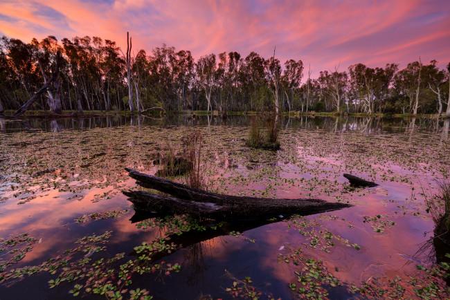 Обои картинки фото природа, реки, озера, лес, река