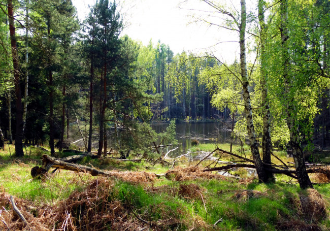 Обои картинки фото природа, реки, озера, лес, река