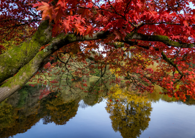 Обои картинки фото природа, реки, озера, лес, река