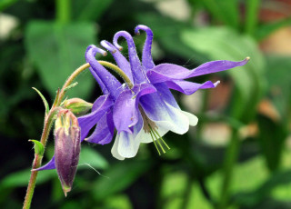 Картинка цветы аквилегия+ водосбор