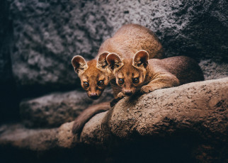 Картинка fossa животные фоссы фосса животное хищник виверровые мадагаскар красная книга млекопитающее