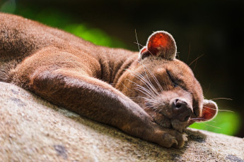 Картинка fossa животные фоссы фосса животное хищник виверровые мадагаскар красная книга млекопитающее