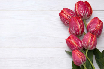 Картинка цветы тюльпаны бутоны