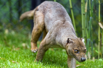 Картинка fossa животные фоссы фосса животное хищник виверровые мадагаскар красная книга млекопитающее