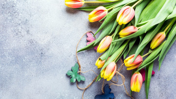 Картинка цветы тюльпаны бутоны