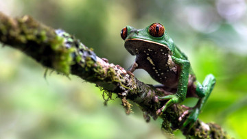 Картинка животные лягушки древесная лягушка коряга мох