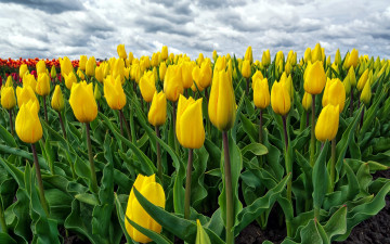 Картинка цветы тюльпаны бутоны