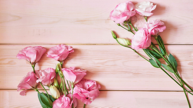 Обои картинки фото цветы, эустома, розовый