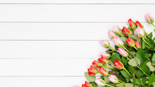 Обои картинки фото цветы, розы, бутоны