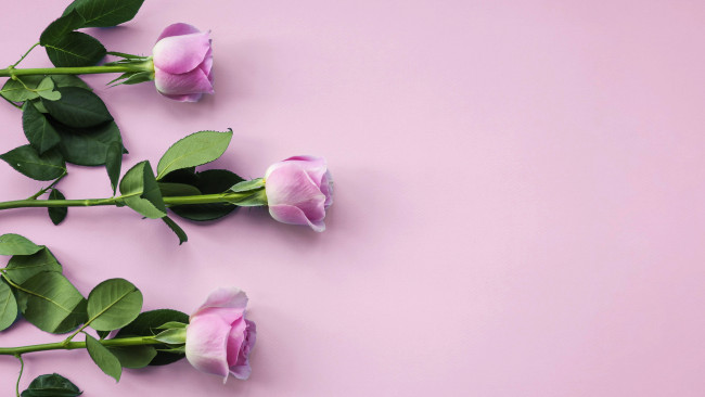 Обои картинки фото цветы, розы, бутоны