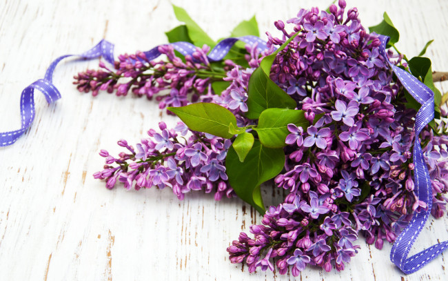 Обои картинки фото цветы, сирень, лента, ветка