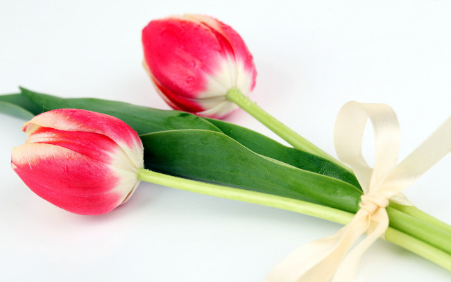 Обои картинки фото цветы, тюльпаны, бутоны