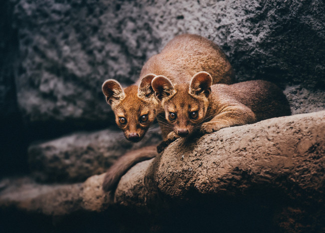 Обои картинки фото fossa, животные, фоссы, фосса, животное, хищник, виверровые, мадагаскар, красная, книга, млекопитающее