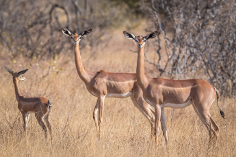 обоя gerenuk, животные, антилопы, гаренук, антилопа, китопарнокопытные, полорогие, млекопитающие, гаренуки
