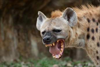 обоя гиена, животные, гиены,  гиеновые собаки, hyena, гиеновые, хищник, млекопитающее, шерсть, когти, оскал, зубы, африка