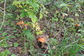 Картинка природа грибы подосиновики семья поляна трава лес кусты