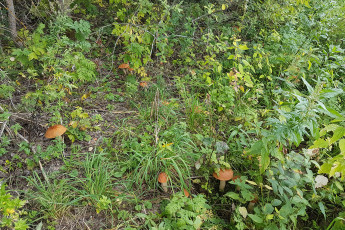 Картинка природа грибы подосиновики семья поляна трава лес кусты