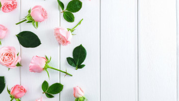 Картинка цветы розы розовые бутоны