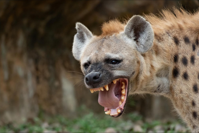 Обои картинки фото гиена, животные, гиены,  гиеновые собаки, hyena, гиеновые, хищник, млекопитающее, шерсть, когти, оскал, зубы, африка