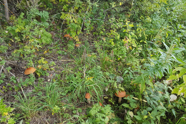 Обои картинки фото природа, грибы, подосиновики, семья, поляна, трава, лес, кусты