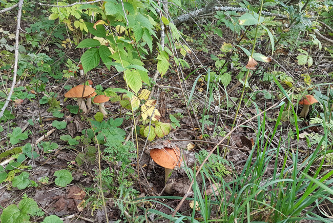 Обои картинки фото природа, грибы, подосиновики, семья, поляна, трава, лес, кусты