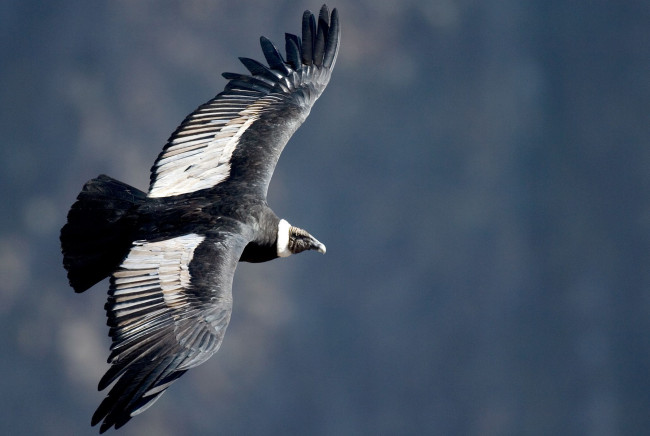 Обои картинки фото андский кондор, животные, птицы - хищники, андский, кондор, ястребообразные, американские, грифы, птица, хищник, падальщик, перья, крылья, полёт, когти, клюв