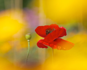 обоя цветы, маки, цветок
