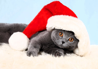 Картинка животные коты кот британец шапка