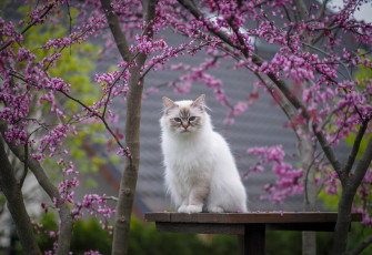 Картинка животные коты кот кошка