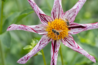 обоя цветы, георгины, цветок