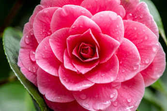 обоя цветы, камелии, цветок