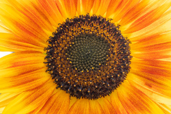 Картинка цветы подсолнухи цветок