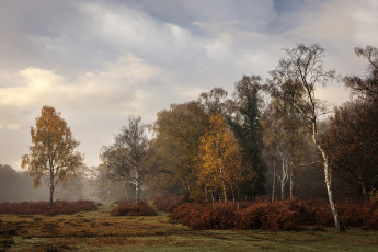 обоя природа, лес, пейзаж