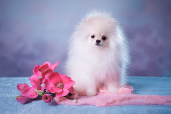 обоя животные, собаки, собачка