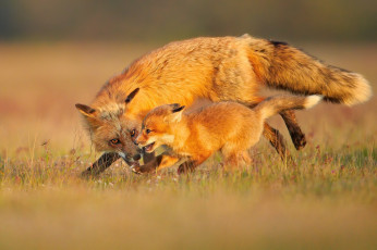 обоя животные, лисы, лиса