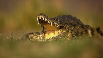 Картинка животные крокодилы пасть