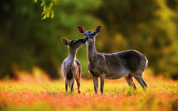 обоя животные, олени, лес, луг, трава