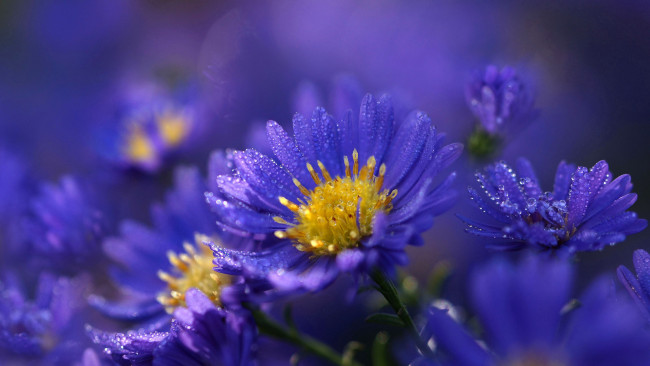 Обои картинки фото цветы, хризантемы