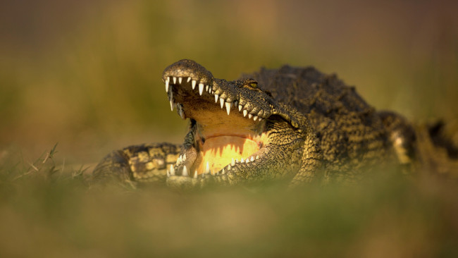 Обои картинки фото животные, крокодилы, пасть