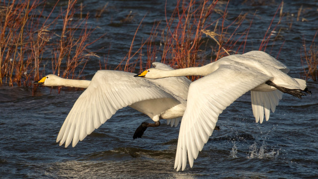 Обои картинки фото животные, лебеди