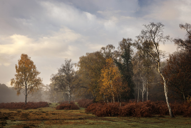 Обои картинки фото природа, лес, пейзаж