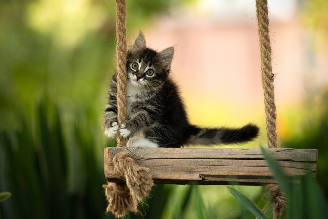 Обои картинки фото животные, коты, кот, кошка, котёнок