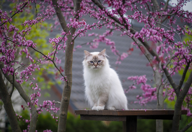 Обои картинки фото животные, коты, кот, кошка