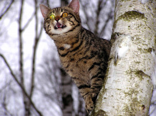 Картинка тоже хищник животные коты