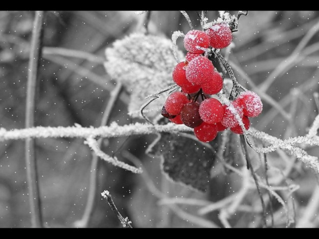 Обои картинки фото 