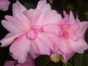 Картинка цветы